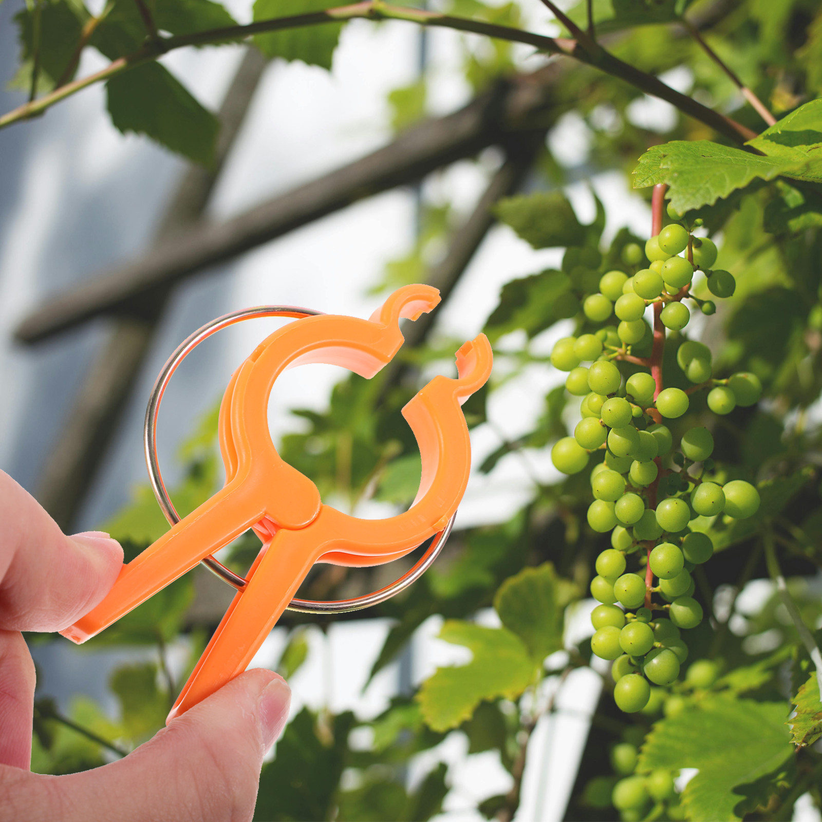 12 Stück Pflanzenstützclips fü – Vine Climbing Plastic Bewertung und Preis