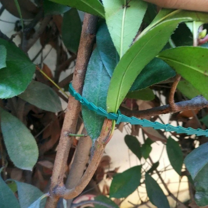 50 Stück Verstellbare Kunststo – Vine Climbing Plastic Bewertung und Preis