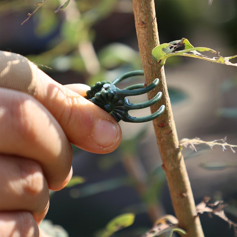 Großhandel Mini-Pflanzenstützc – Vine Climbing Plastic Bewertung und Preis