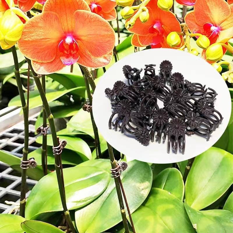 Großhandel Mini-Pflanzenstützc – Vine Climbing Plastic Bewertung und Preis