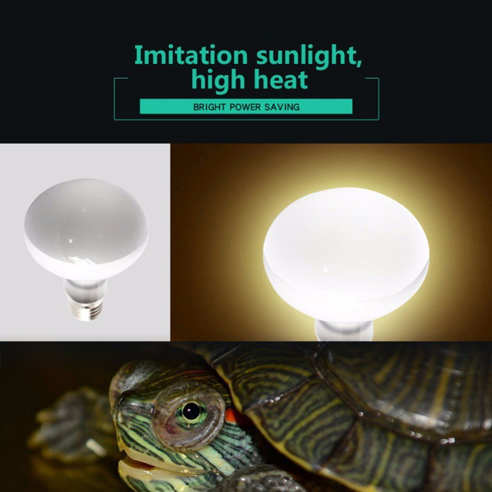 Amphibien-Temperaturregler Wär – Basking Bulb Halogen Bewertung und Preis
