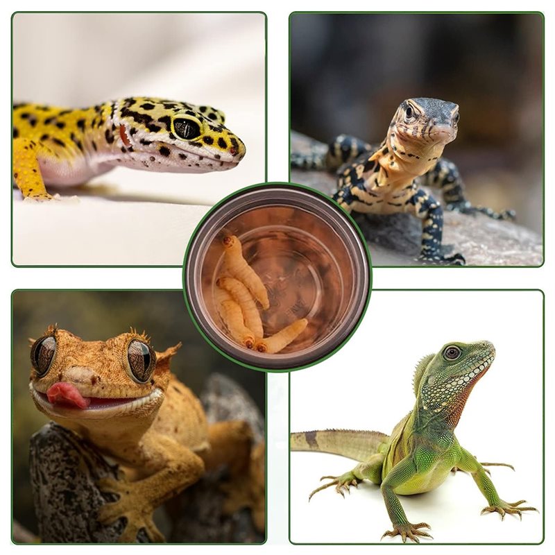 Futter- und Wassernäpfe für Kr – Water Dish Reptile Bewertung und Preis